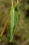 Arrowleaf tearthumb